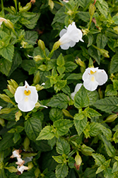 Summer Wave Bouquet White Torenia (Torenia 'Summer Wave Bouquet White') at The Green Spot Home & Garden