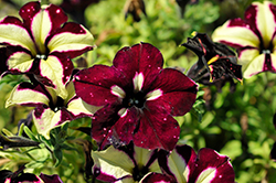 Headliner Starry Sky Burgundy Petunia (Petunia 'KLEPH18389') at The Green Spot Home & Garden