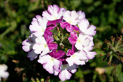 Firehouse Purple Fizz Verbena (Verbena 'Balfirepuriz') at The Green Spot Home & Garden