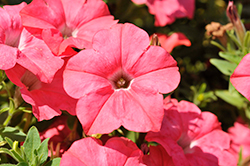 Easy Wave Coral Reef Petunia (Petunia 'Easy Wave Coral Reef') at The Green Spot Home & Garden