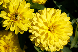 Zahara Double Yellow Zinnia (Zinnia 'Zahara Double Yellow') at The Green Spot Home & Garden