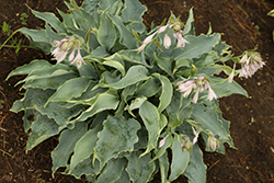 Tears In Heaven Hosta (Hosta 'Tears In Heaven') at The Green Spot Home & Garden