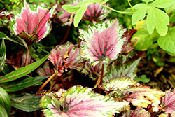 Jurassic Jr. Berry Swirl Begonia (Begonia 'Jurassic Jr. Berry Swirl') at The Green Spot Home & Garden