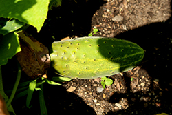 Bush Pickle Cucumber (Cucumis sativus 'Bushy') at The Green Spot Home & Garden