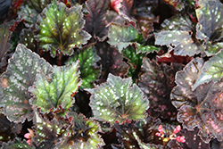 Jurassic Dino Black Sky Begonia (Begonia 'Jurassic Dino Black Sky') at The Green Spot Home & Garden