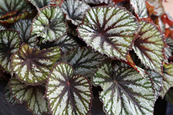 Jurassic Megalo Reptile Begonia (Begonia 'Jurassic Megalo Reptile') at The Green Spot Home & Garden