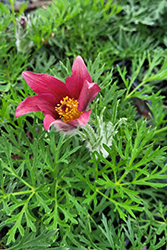 Red Pasqueflower (Pulsatilla vulgaris 'Rubra') at The Green Spot Home & Garden