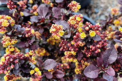 Concorde Japanese Barberry (Berberis thunbergii 'Concorde') at The Green Spot Home & Garden