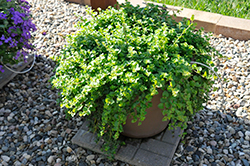 Indian Mint (Satureja douglasii 'Indian Mint') at The Green Spot Home & Garden