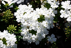 Firehouse White Verbena (Verbena 'Balfireitim') at The Green Spot Home & Garden