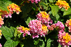 Shamrock Rose Lantana (Lantana 'Balshamose') at The Green Spot Home & Garden