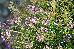 Violet Knight Alyssum (Lobularia maritima 'Violet Knight') at The Green Spot Home & Garden