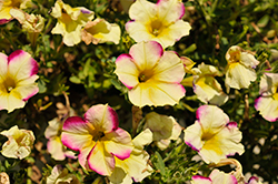 Headliner Banana Cherry Petunia (Petunia 'KLEPH20425') at The Green Spot Home & Garden