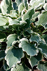 Shadowland Hope Springs Eternal Hosta (Hosta 'Hope Springs Eternal') at The Green Spot Home & Garden