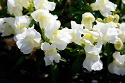 Snapshot White Snapdragon (Antirrhinum majus 'PAS409664') at The Green Spot Home & Garden