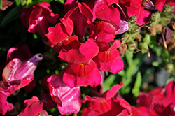 Snapshot Burgundy Snapdragon (Antirrhinum majus 'PAS409127') at The Green Spot Home & Garden