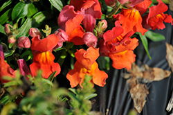 Snapshot Orange Snapdragon (Antirrhinum majus 'PAS409638') at The Green Spot Home & Garden