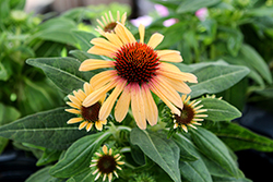 SunSeekers Tequila Sunrise Coneflower (Echinacea 'IFECSSTS') at The Green Spot Home & Garden