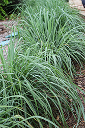 Lemon Grass (Cymbopogon citratus) at The Green Spot Home & Garden