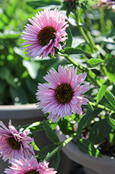 SunSeekers Salmon Coneflower (Echinacea 'IFECSSSAL') at The Green Spot Home & Garden