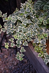 Glacier Ivy (Hedera helix 'Glacier') at The Green Spot Home & Garden