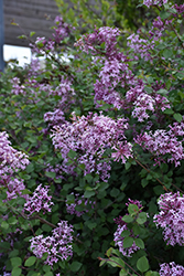 Bloomerang Lilac (Syringa 'Penda') at The Green Spot Home & Garden