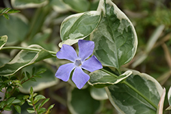 Variegated Periwinkle (Vinca major 'Variegata') at The Green Spot Home & Garden