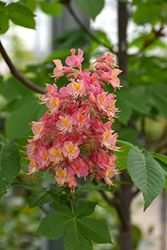 Fort McNair Red Horse Chestnut (Aesculus x carnea 'Fort McNair') at The Green Spot Home & Garden
