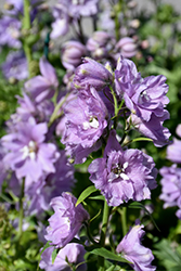 Magic Fountains Cherry Blossom Larkspur (Delphinium 'Magic Fountains Cherry Blossom') at The Green Spot Home & Garden