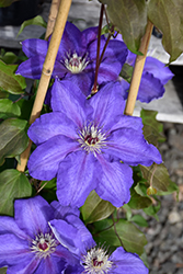 Vancouver Danielle Clematis (Clematis 'Vancouver Danielle') at The Green Spot Home & Garden