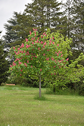 Fort McNair Red Horse Chestnut (Aesculus x carnea 'Fort McNair') at The Green Spot Home & Garden