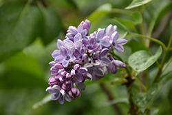 Wonderblue Lilac (Syringa vulgaris 'Wonderblue') at The Green Spot Home & Garden