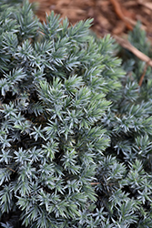 Blue Star Juniper (Juniperus squamata 'Blue Star') at The Green Spot Home & Garden
