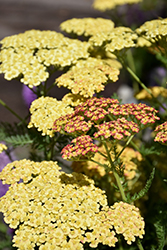 Rainbow Tricolor Yarrow (Achillea millefolium 'Rainbow Tricolor') at The Green Spot Home & Garden