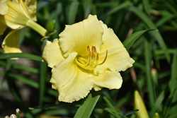 Fragrant Returns Daylily (Hemerocallis 'Fragrant Returns') at The Green Spot Home & Garden