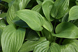 Humpback Whale Hosta (Hosta 'Humpback Whale') at The Green Spot Home & Garden