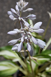 Cool As A Cucumber Hosta (Hosta 'Cool As A Cucumber') at The Green Spot Home & Garden