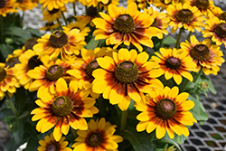 Toto Rustic Coneflower (Rudbeckia hirta 'Toto Rustic') at The Green Spot Home & Garden