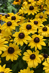 Toto Lemon Coneflower (Rudbeckia hirta 'Toto Lemon') at The Green Spot Home & Garden