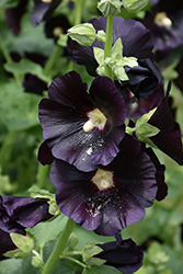 Blacknight Hollyhock (Alcea rosea 'Blacknight') at The Green Spot Home & Garden