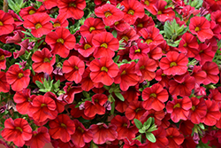 Superbells Red Calibrachoa (Calibrachoa 'INCALIMRED') at The Green Spot Home & Garden