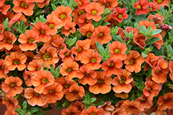 Aloha Hot Orange Calibrachoa (Calibrachoa 'Aloha Hot Orange') at The Green Spot Home & Garden