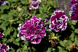 Pirouette Purple Petunia (Petunia 'Pirouette Purple') at The Green Spot Home & Garden
