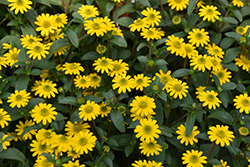 Tsavo Compact Yellow Ice Creeping Zinnia (Sanvitalia procumbens 'Tsavo Compact Yellow Ice') at The Green Spot Home & Garden