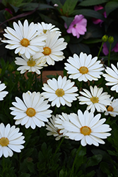 Voltage White African Daisy (Osteospermum 'Voltage White') at The Green Spot Home & Garden