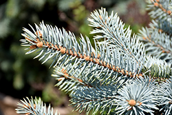 Crystal Blue Spruce (Picea pungens 'Crystal Blue') at The Green Spot Home & Garden