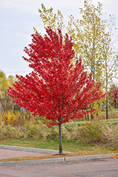 Autumn Spire Red Maple (Acer rubrum 'Autumn Spire') at The Green Spot Home & Garden