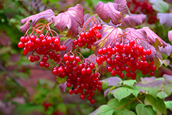 Highbush Cranberry (Viburnum trilobum) at The Green Spot Home & Garden