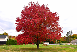 Red Maple (Acer rubrum) at The Green Spot Home & Garden