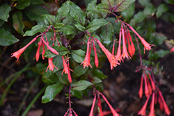 Gartenmeister Fuchsia (Fuchsia 'Gartenmeister Bonstedt') at The Green Spot Home & Garden